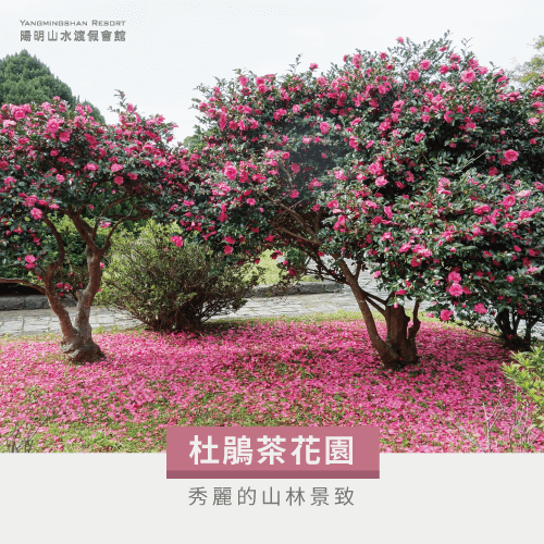 杜鵑茶花園-陽明山賞花泡溫泉景點有哪些