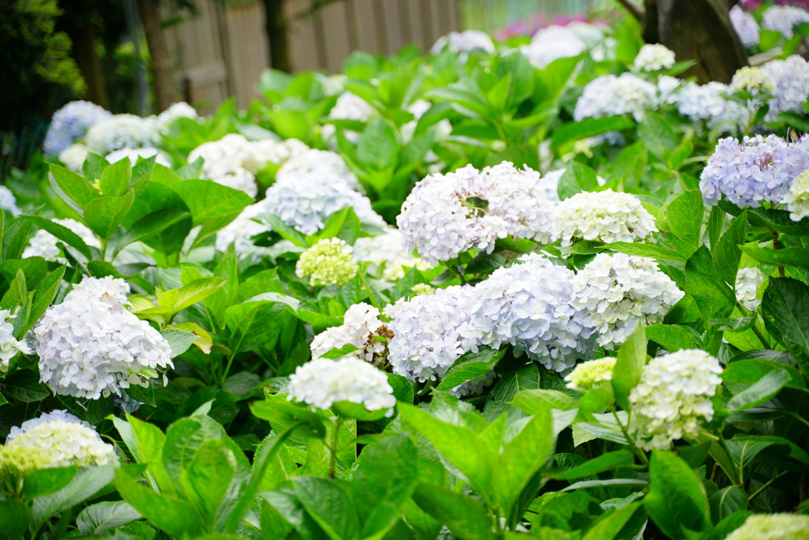 竹子湖紫陽花-金山溫泉會館推薦