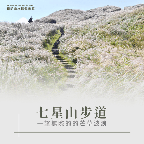 七星山芒草景點推薦-2020陽明山芒草