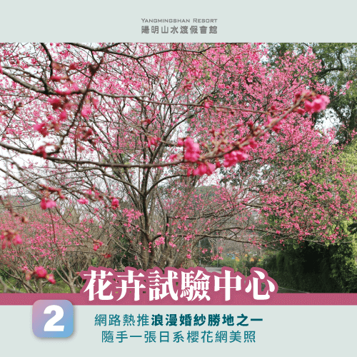 花卉試驗中心-陽明山櫻花季