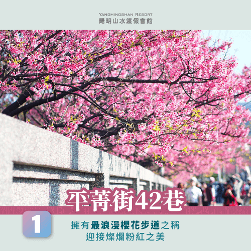 平菁街42巷-陽明山櫻花季