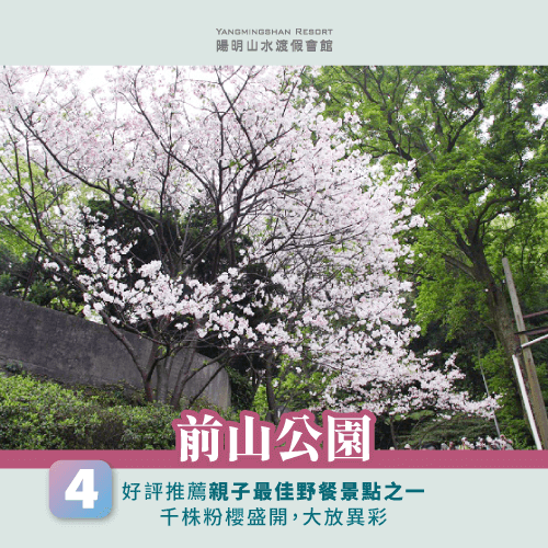 前山公園賞櫻-陽明山櫻花季