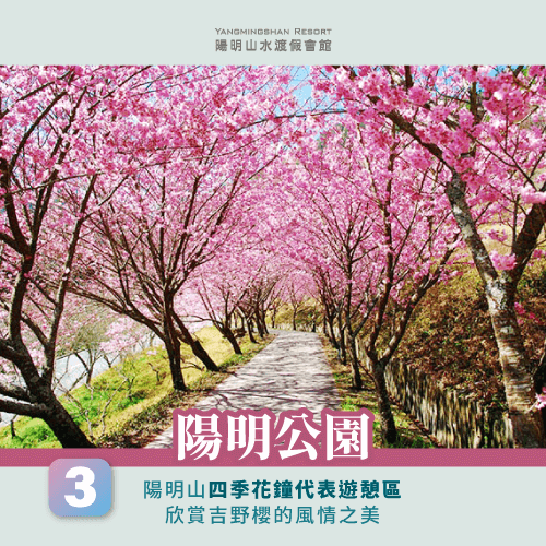 陽明公園賞櫻-陽明山櫻花季