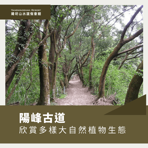 陽明山爬山秘境-陽明山爬山景點-陽明山爬山推薦